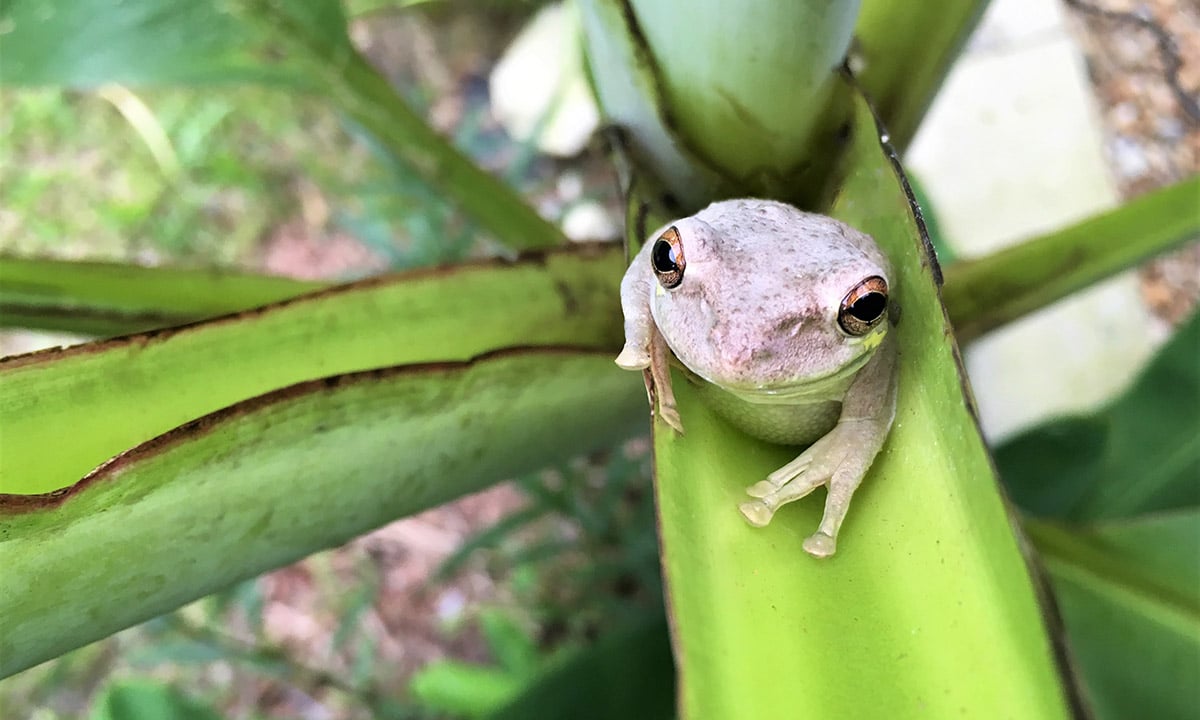 Los Angeles Times Frogs