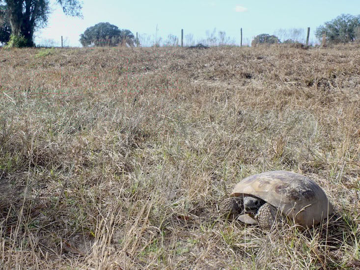 FL gopher tortoise
