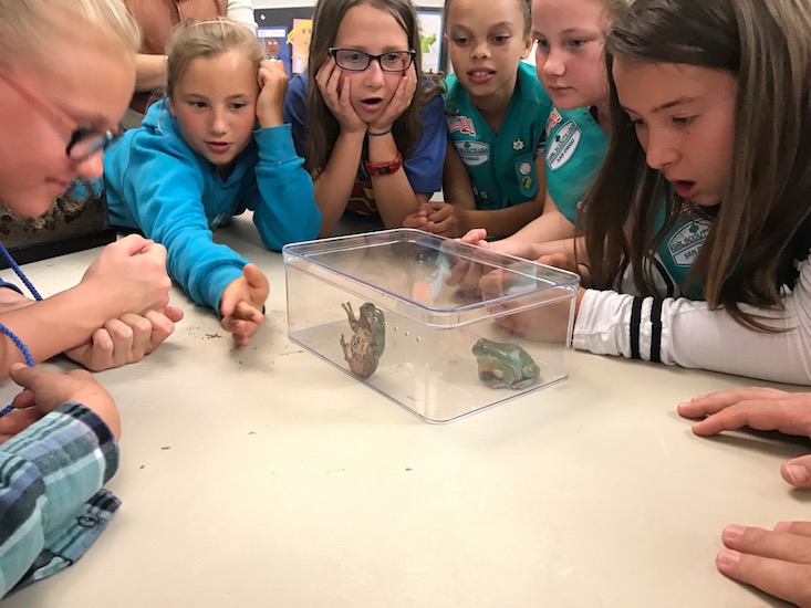 GirlScoutswWhitesTreeFrog