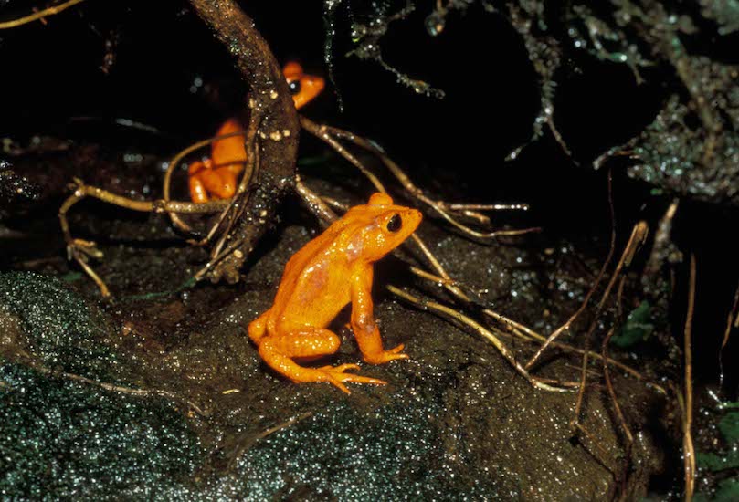 Golden toads M. Crump 550