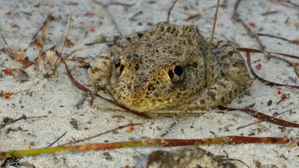 Gopher Frog Close up WM