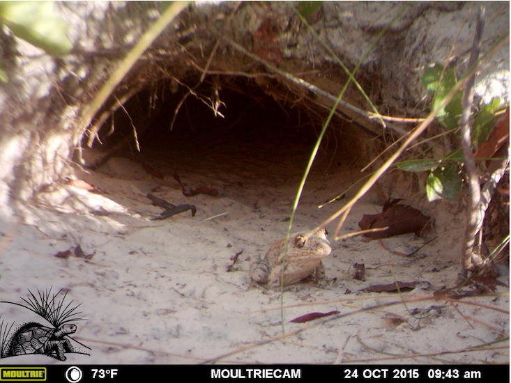 Gopher frog outside burrow WM