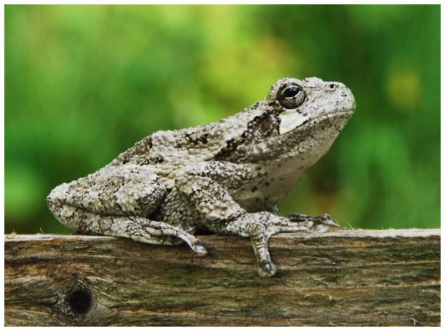 Gray Treefrog - Hyla versicolor - Charles Scott