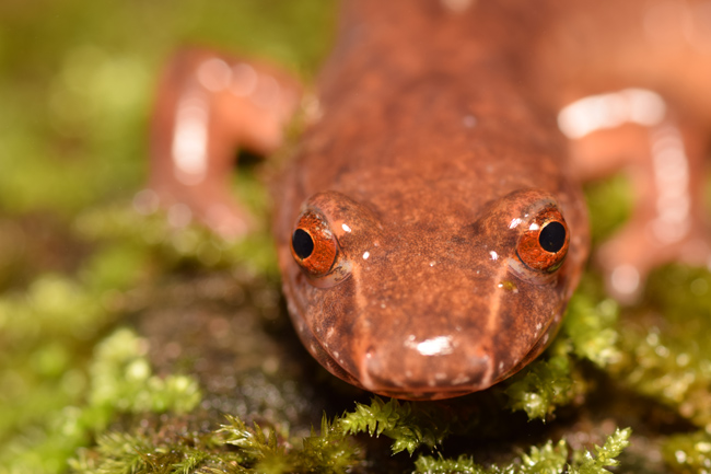 Gyrinophilus porphyriticus