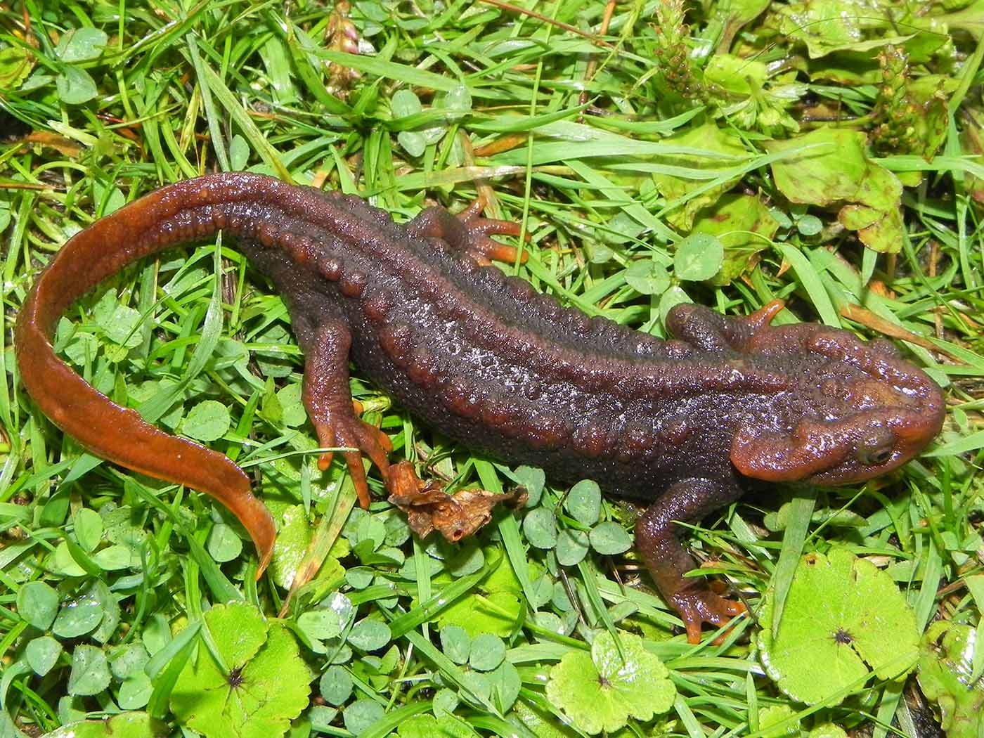 Himalayan Salamander - Sarbani Nag - Darjeeling