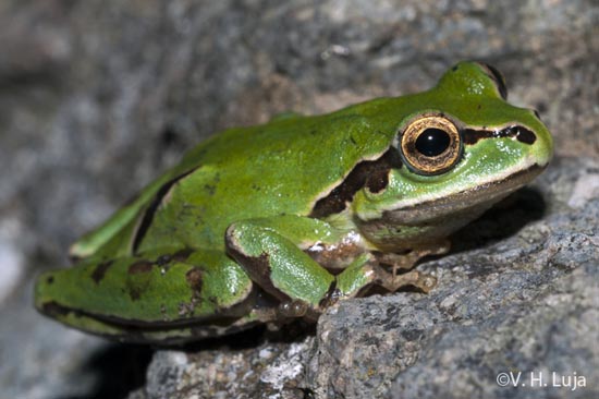 Hula eximia Mountain Treefrog Victor Luja 550