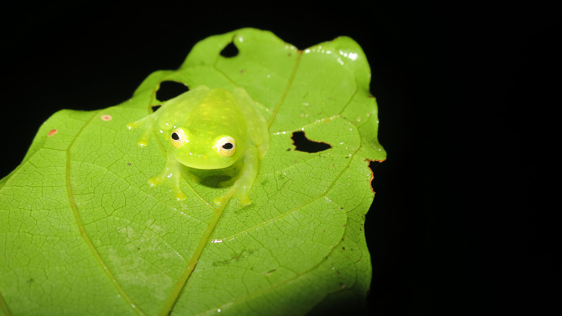 Costa Rica Amphibian Diversity