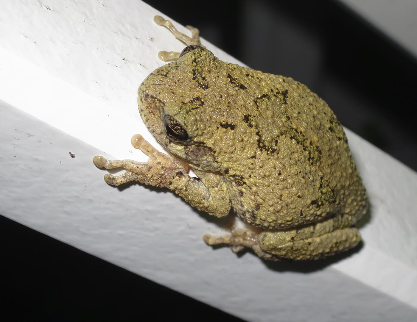 Hyla versicolor - Gray Treefrog Virginia