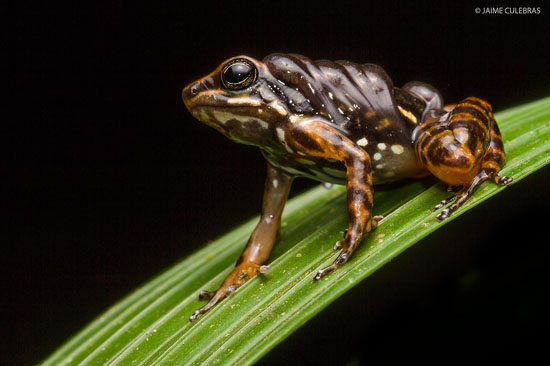 Hyloxalus awa Itapoa Jaime Culebras