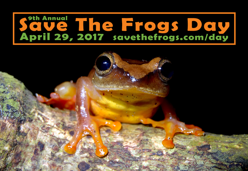 Hyperolius laurenti Schiotzs Reed Frog Icon STF Day 2017 550