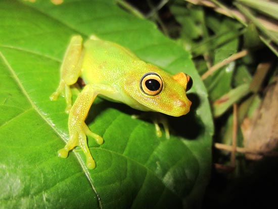 Hypsiboas cinerascens