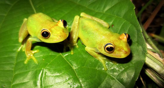 Hypsiboas cinerascens colombia frogs