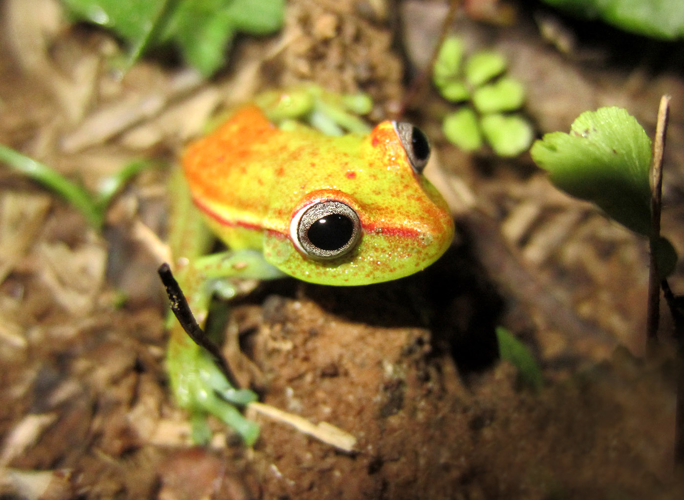 Hypsiboas punctatus Colombia frog