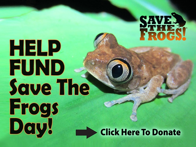 Save The Frogs Day Funding Donate