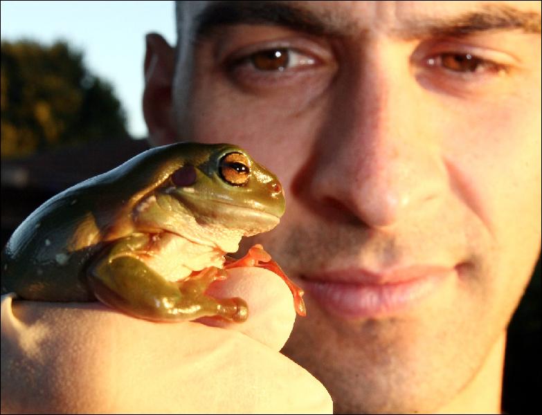 Kerry Kriger Green Tree Frog Litoria caerulea