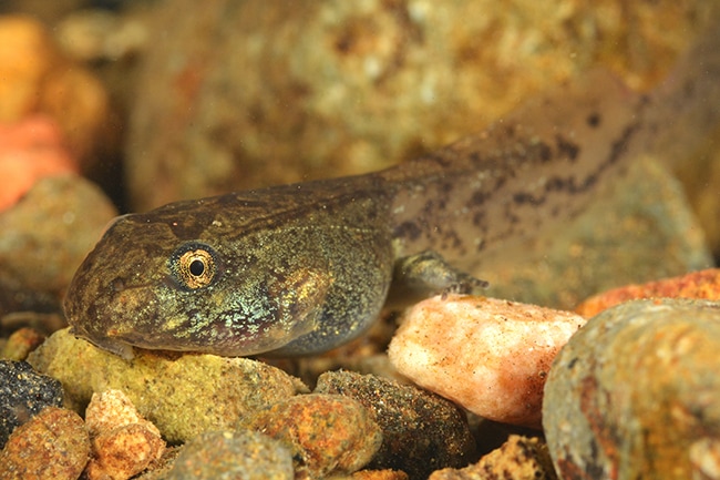 Leptodactylus albilabris