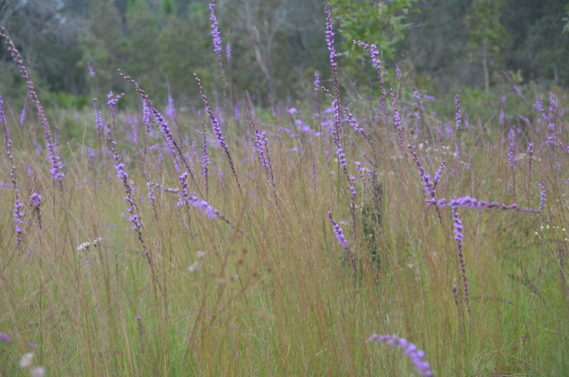 Liatris