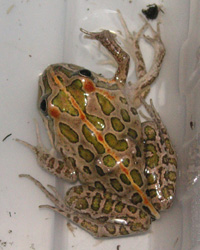 Frog deformities