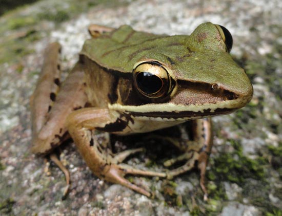 Lithobates juliani 550 Starkey