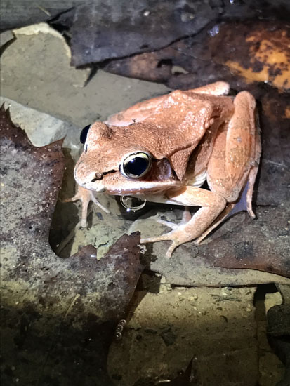 students frogs homework