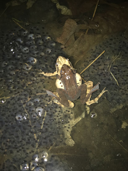 Lithobates sylvaticus mating