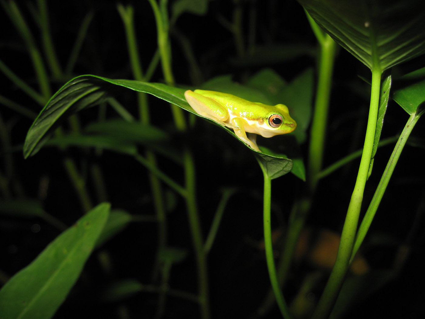 Litoria bicolor maybe