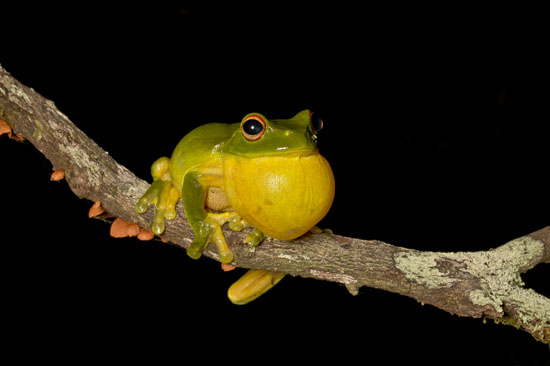Litoria chloris