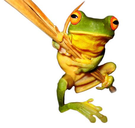 Litoria chloris southern orange-eyed treefrog hanging