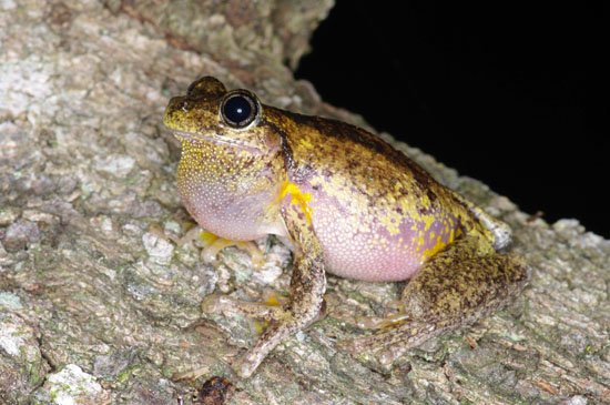 Litoria peronii