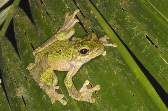 Litoria serrata