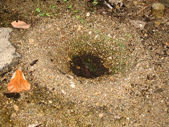 Litoria wilcoxii sand nest Eungella