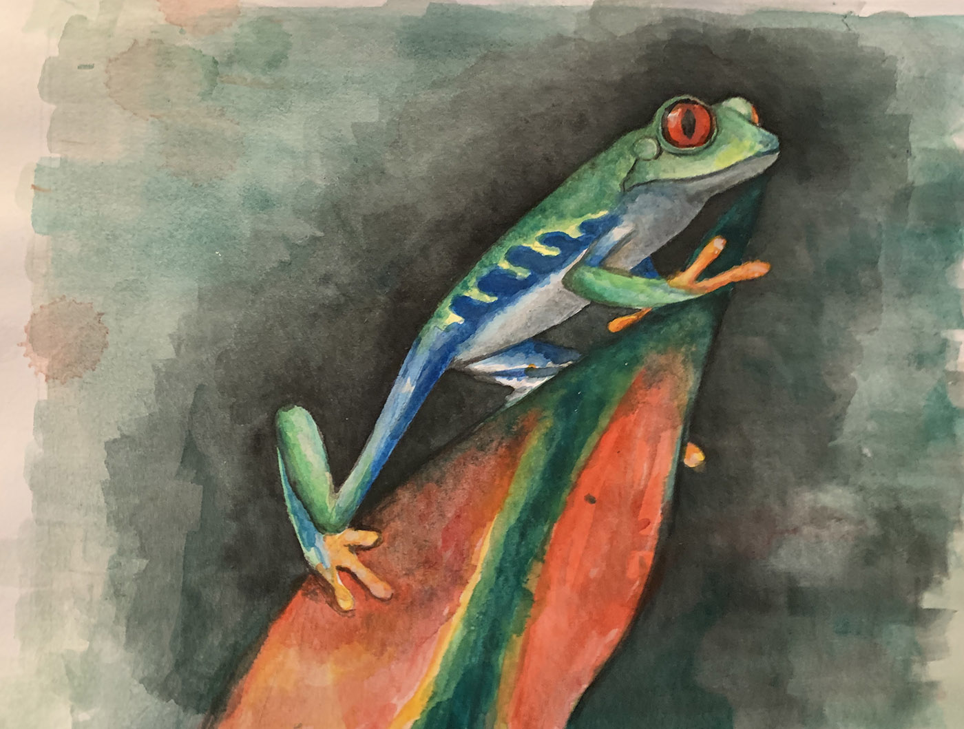 Logan-Rance-Frog-Art-Red-Eyed-Treefrog