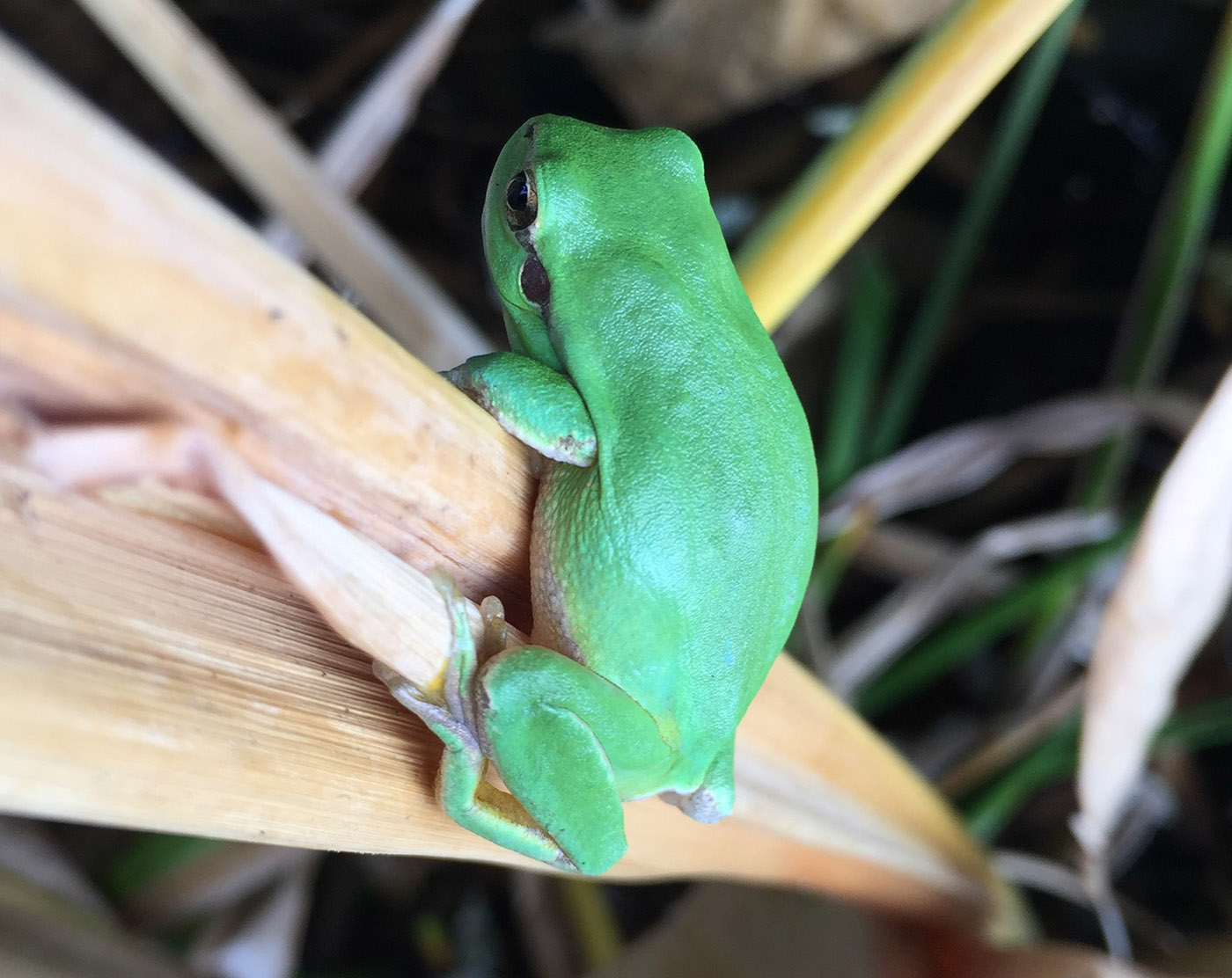 Mediterranean Tree Frog - Hyla meridionalis - Sara Abad