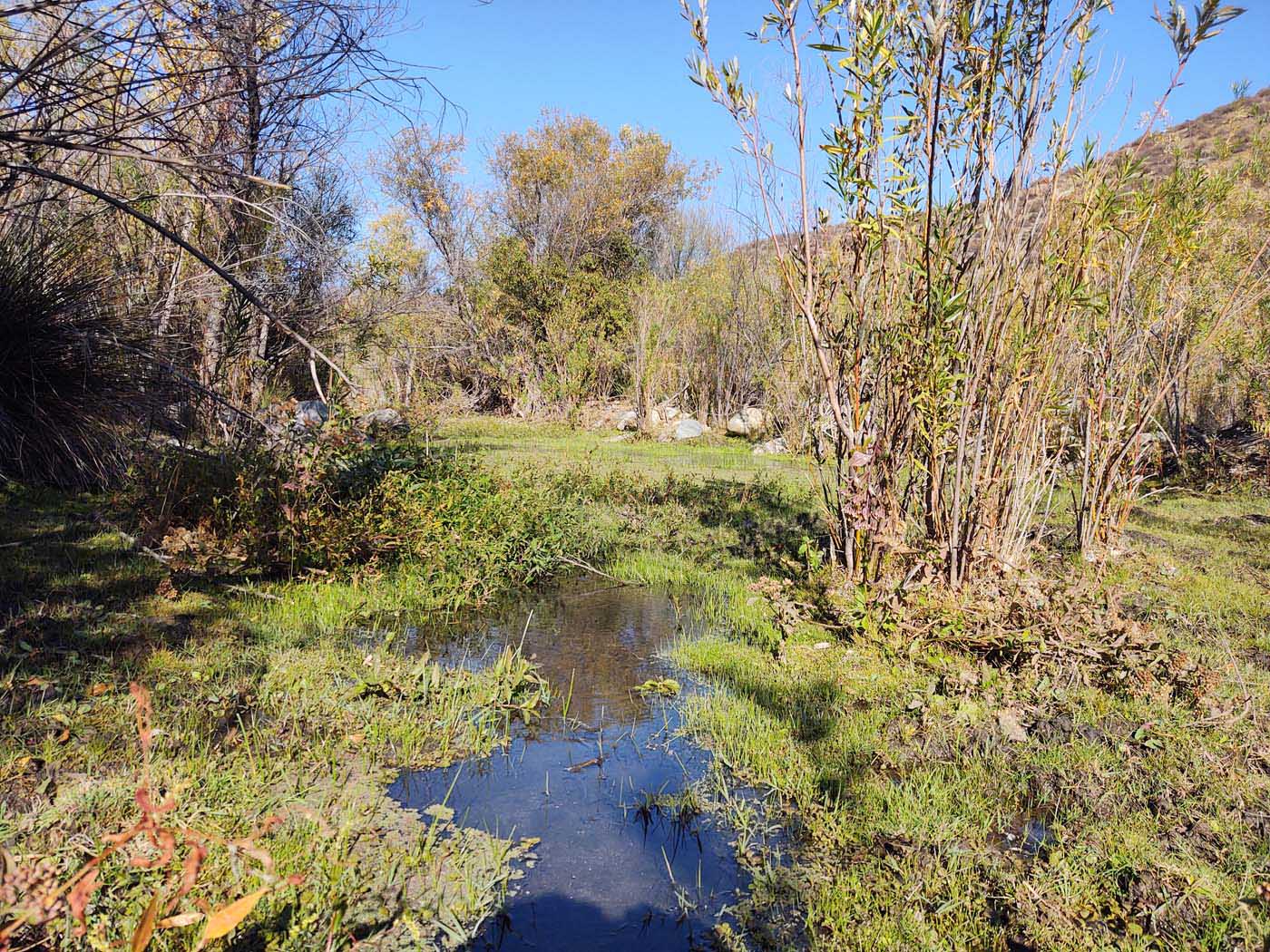 Mexico Wetland Restoration - Baja California