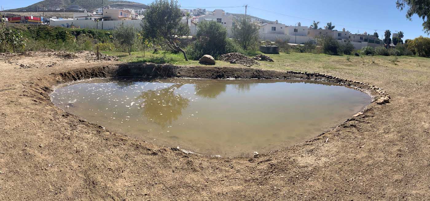 Mexico Wetlands Baja California - Poza 4 Milpas - 20220301 - 020