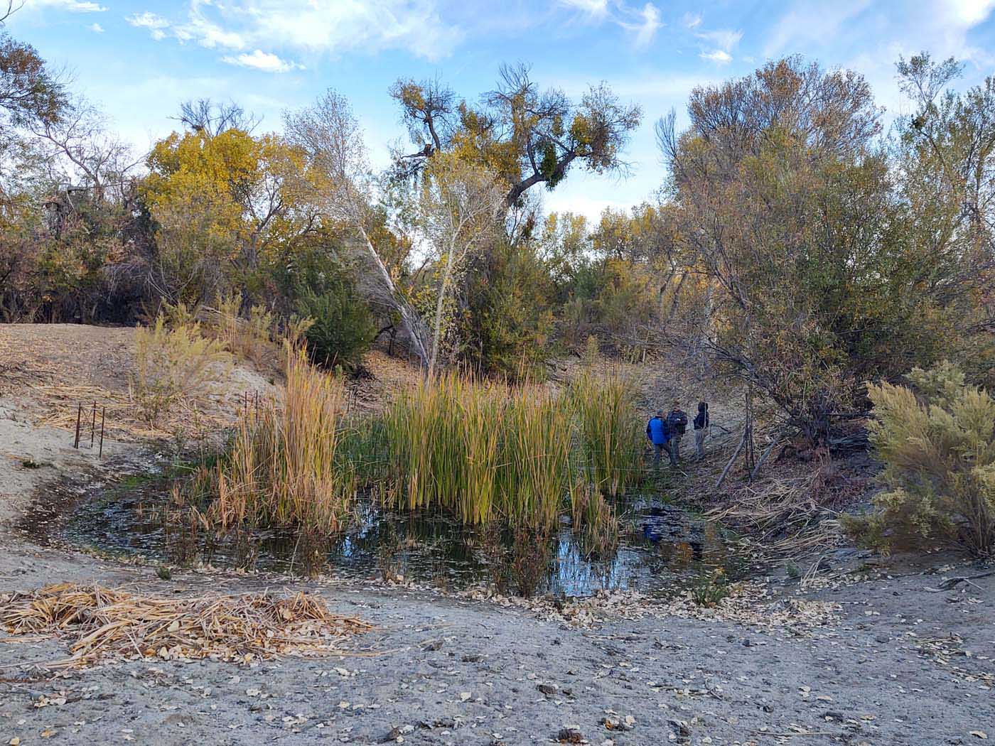 Mexico Wetland Restoration - Baja California