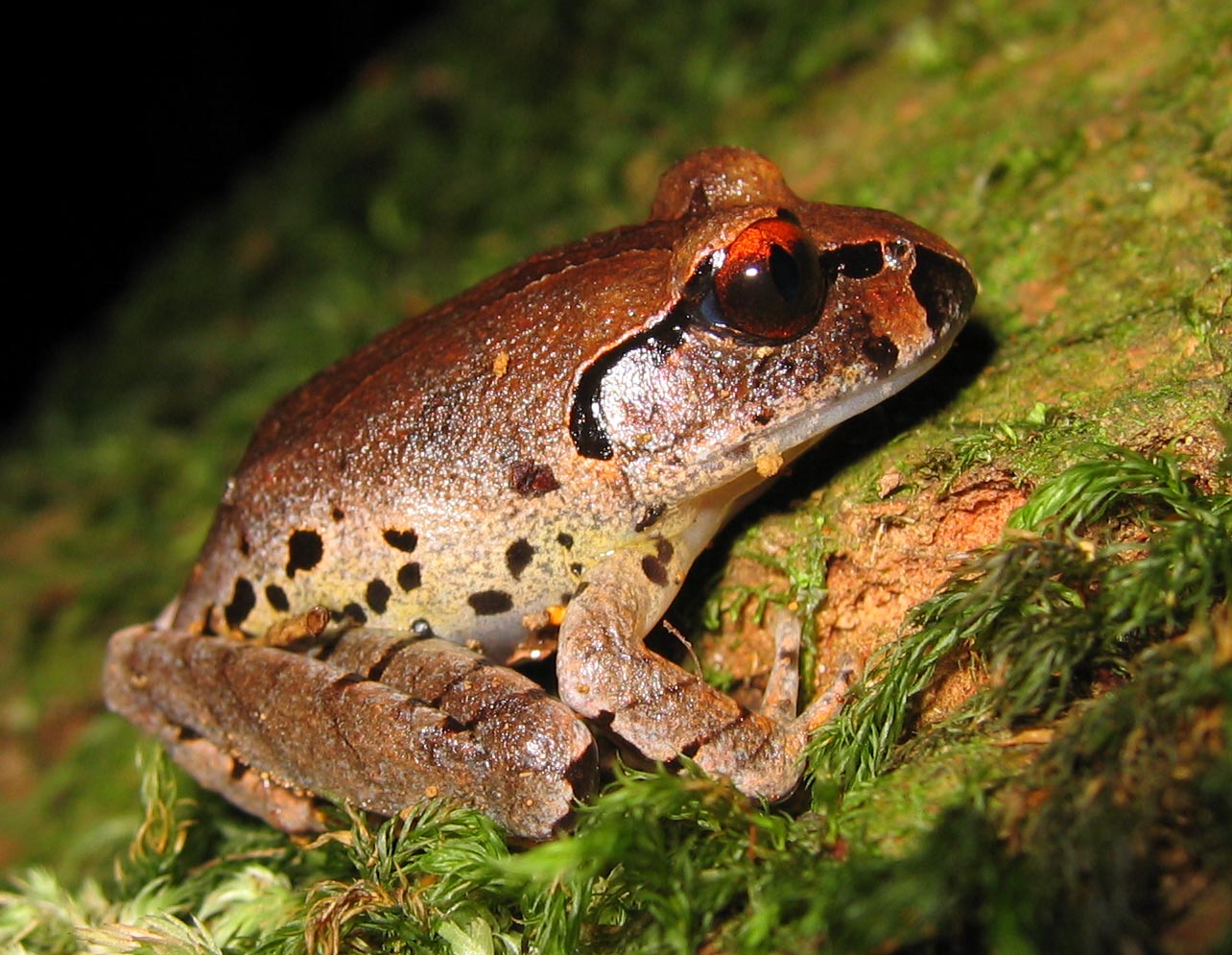 Mixophyes fleayi juvenile Australia Fleay's barred frog