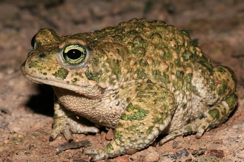 Natterjack Toad - Bufo calamita - Alfredo S. Tójar