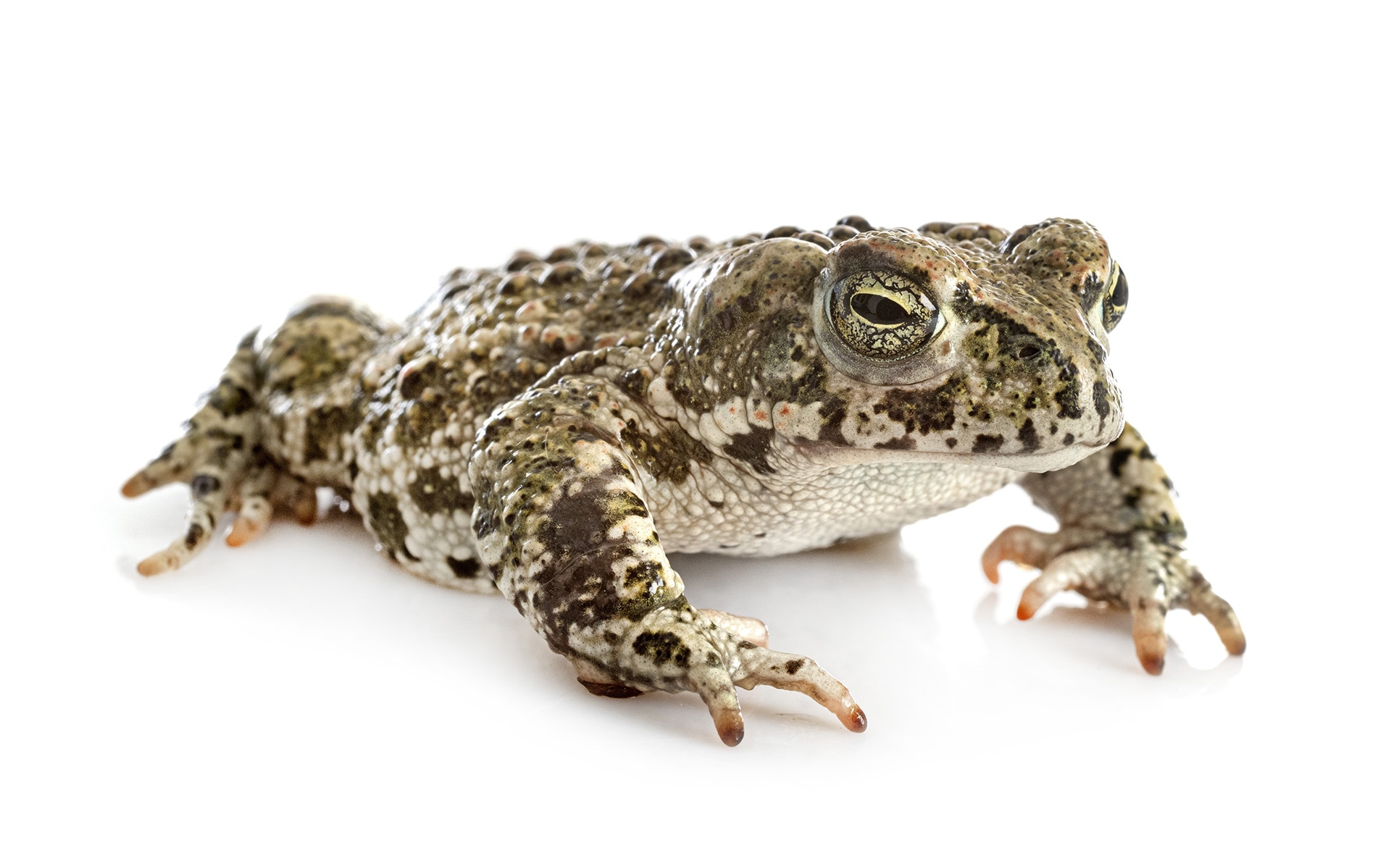 Natterjack Toad Bufo calamita white background