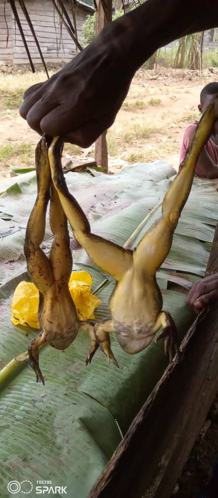 Nchang Chrysanthus - Conraua goliath hunting frog meat