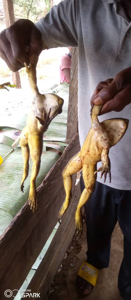 Nchang Chrysanthus - Conraua goliath frog hunting