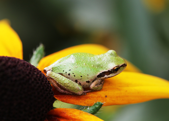 wildlife photo competition
