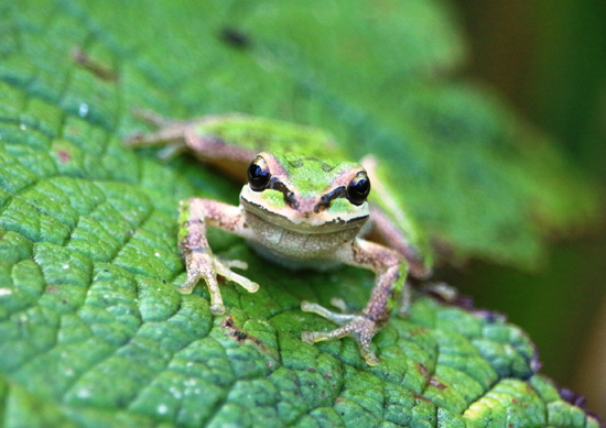 Pacific Treefrog pseudacris regilla