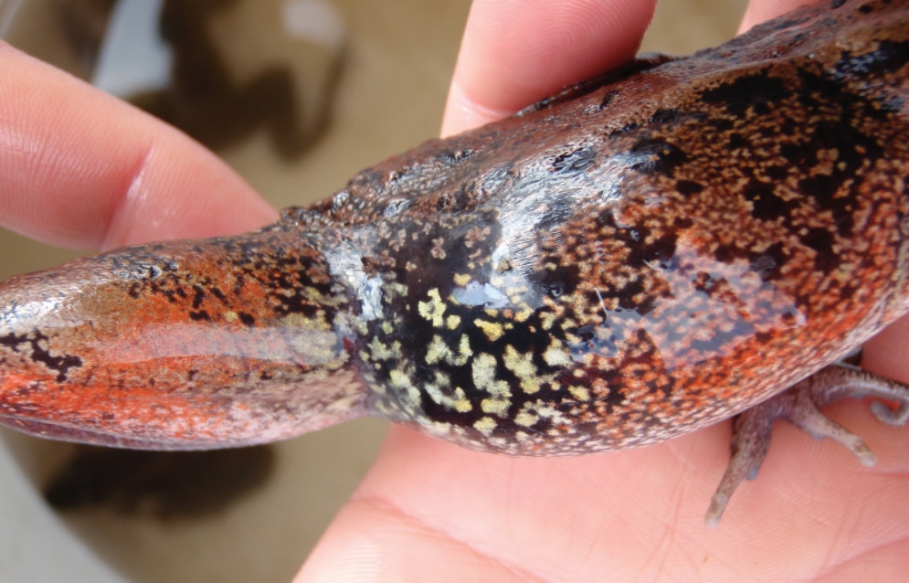 Northern Red Legged Frog Rana aurora Aleesha Switzer