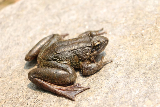 Ombrana sikimensis Nepal Paha