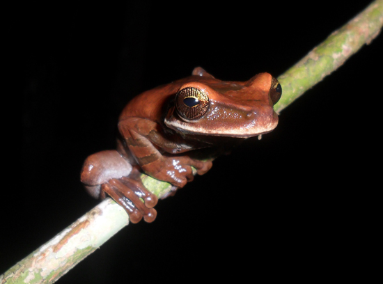 Osteocephalus planiceps