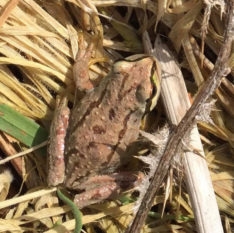 Pacific Treefrog - Pseudacris regilla - Lillian Crossman