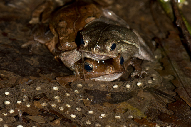 Wildlife Photography
