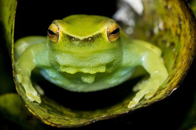 Conservation Photography