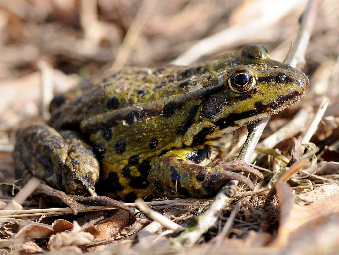 interview frog expert